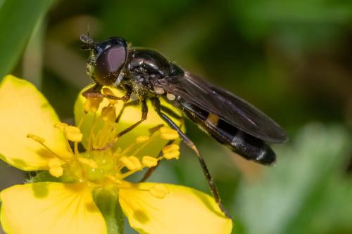 Pyrophaena rosarum